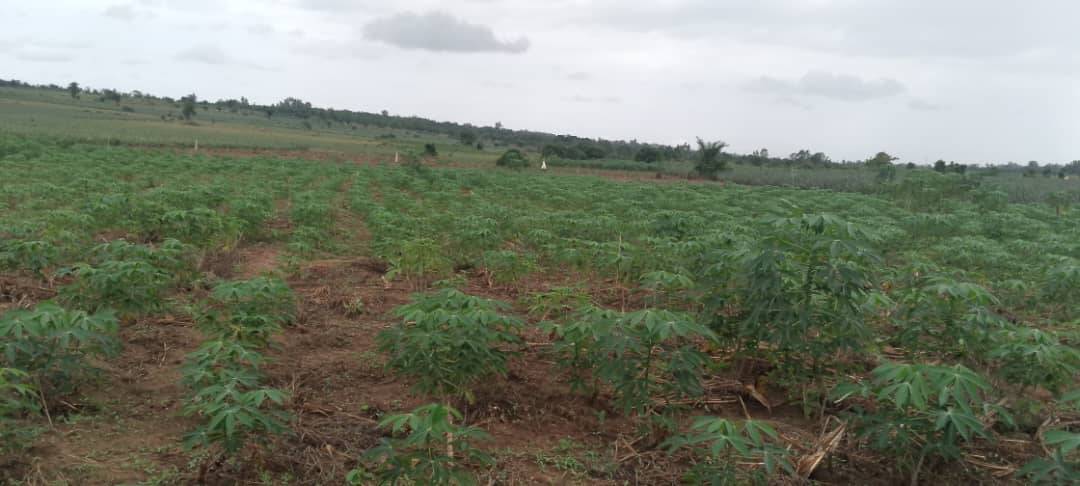 domaine-agricole-a-vendre-a-tori-avame