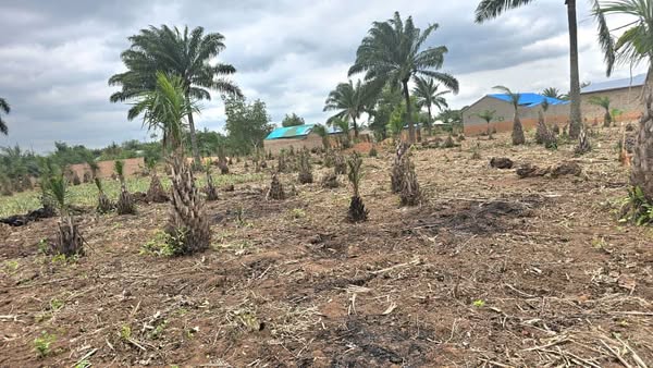 domaine-dun-hectare-avec-tf-a-vendre-a-sekou-centre